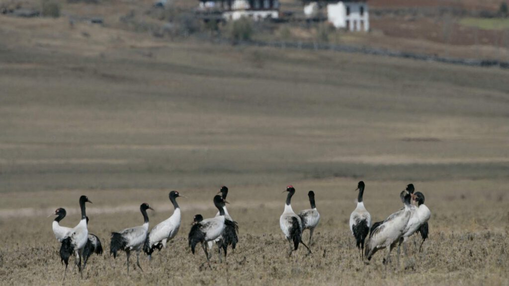 Black-Necked Cranes in Phobjikha Valley